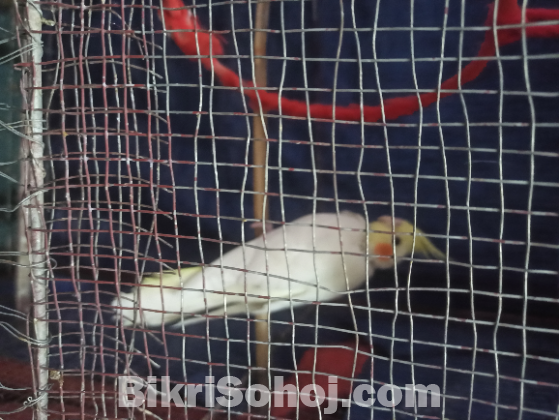 ককাটেল পাখি (yellow latino)